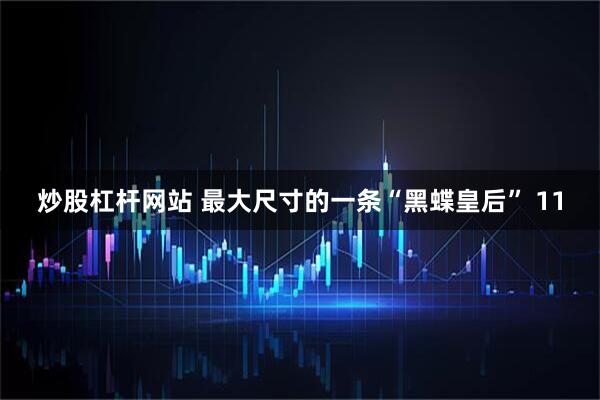 炒股杠杆网站 最大尺寸的一条“黑蝶皇后” 11